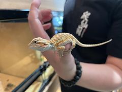 -酷以爬仙阁实体爬宠店·守宫·蜥蜴·专业繁育