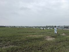 -盐城丹顶鹤湿地生态旅游区
