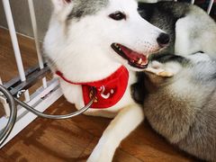 -Husky Go! 哈士奇体验馆·宠物咖啡厅狗咖