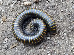 -碓臼峪自然风景区