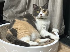 -瑞鹏宠物医院·骨科·猫科·内科(第一中心)