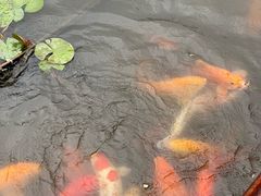 -西湖游船