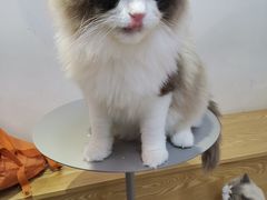 -Heymao猫咖.咖啡厅(东门店)