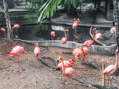 -清迈夜间动物园