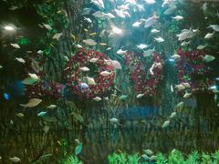 -锦艺城海洋馆