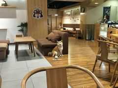 -柴务处·柴犬主题狗咖