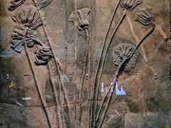 -湖南省地质博物馆