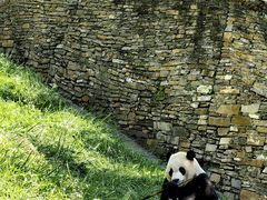 -卧龙中华大熊猫苑神树坪基地