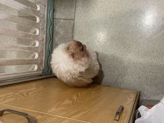 -宠颐生宠物医院·异宠猫科内科·诊疗中心宠巢店