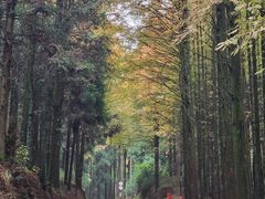 -山王坪喀斯特国家生态公园