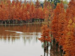 -白鹭湾湿地公园