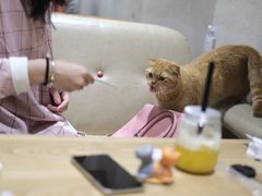 -藏猫猫咖啡主题馆(中央大道店)