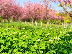 -白塘生态植物园