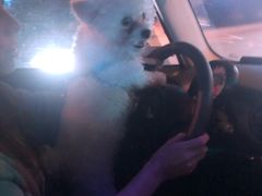 -惠康宠物医院(华能路店)