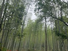 -冶父山国家森林公园