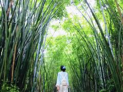 -黄埔油麻山森林公园