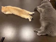 -逗柴咖啡屋·狗咖猫咖宠物桌游