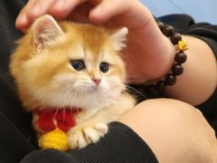 -欣宠猫屋·矮脚拿破仑·蓝金金渐层