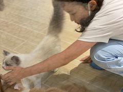 -momokira米努特·德文卷毛猫·棉花面纱犬