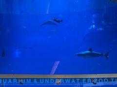 -迪拜水族馆及水下动物园