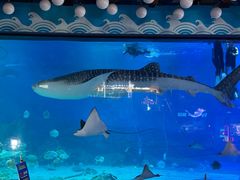 -烟台海昌鲸鲨海洋公园