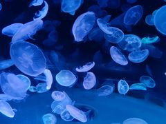 -上海海昌海洋公园