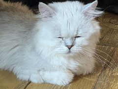 -猫猫幼稚园·撸猫·桌游·电玩