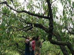 采桃胶-武汉世外桃源农庄