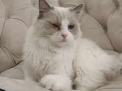 -鼓捣猫呢主题猫咖店