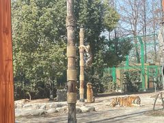 -上海野生动物园老虎餐厅