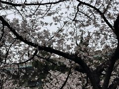 -武汉大学-樱园