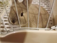 -猫猫幼稚园·撸猫·桌游·电玩
