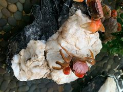 -老淮滨-蚌埠非遗小吃(淮河路店)