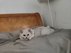 -瑞鹏宠物医院·骨科·猫科·内科(第一中心)