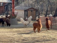 -大连森林动物园