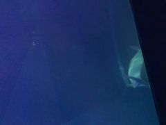 -大连圣亚海洋世界