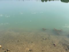 -西京湾花海