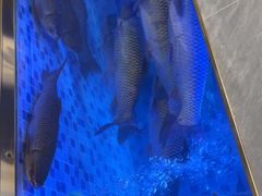 -粤顺渔坊·中山脆肉鲩火锅(清湖店)