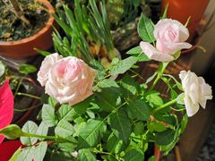 -龙大花卉苗木市场