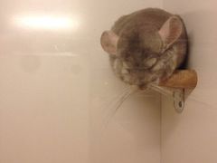 -龙猫仔乐园(惠福东路店)