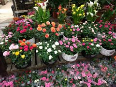 -秦美花卉(天朗·莱茵小城2期店)