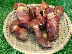 -山人野生菌餐厅