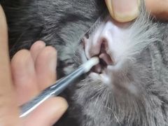 -博特宠物医院24h犬猫全科.骨科·异宠