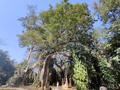 -瑞丽独树成林风景区