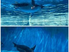 -海合安天津极地海洋公园