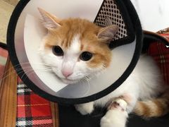 -伟伟宠物医院·CT影像中心·瑞派犬猫综合性门诊(汉口总院)