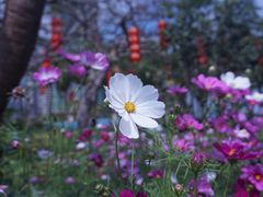 -中澳友谊花园
