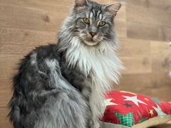 -瞄一喵猫咖(格力海岸店)