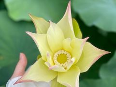 -广州莲花山旅游区