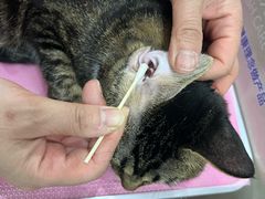 -北京观赏动物医院·24小时大型综合·猫专科·异宠专科